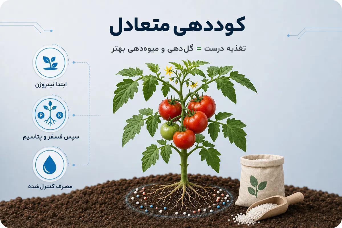 کود دهی به گوجه فرنگی