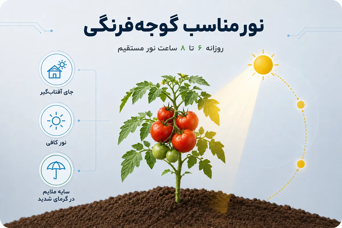 نور مناسب برای رشد گوجه فرنگی