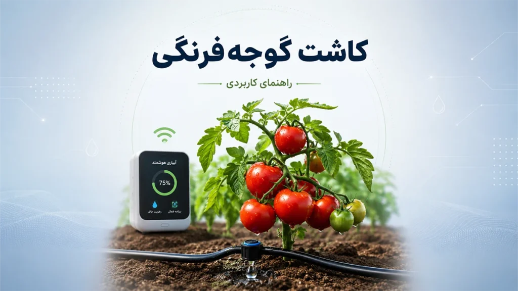 کاشت گوجه فرنگی
