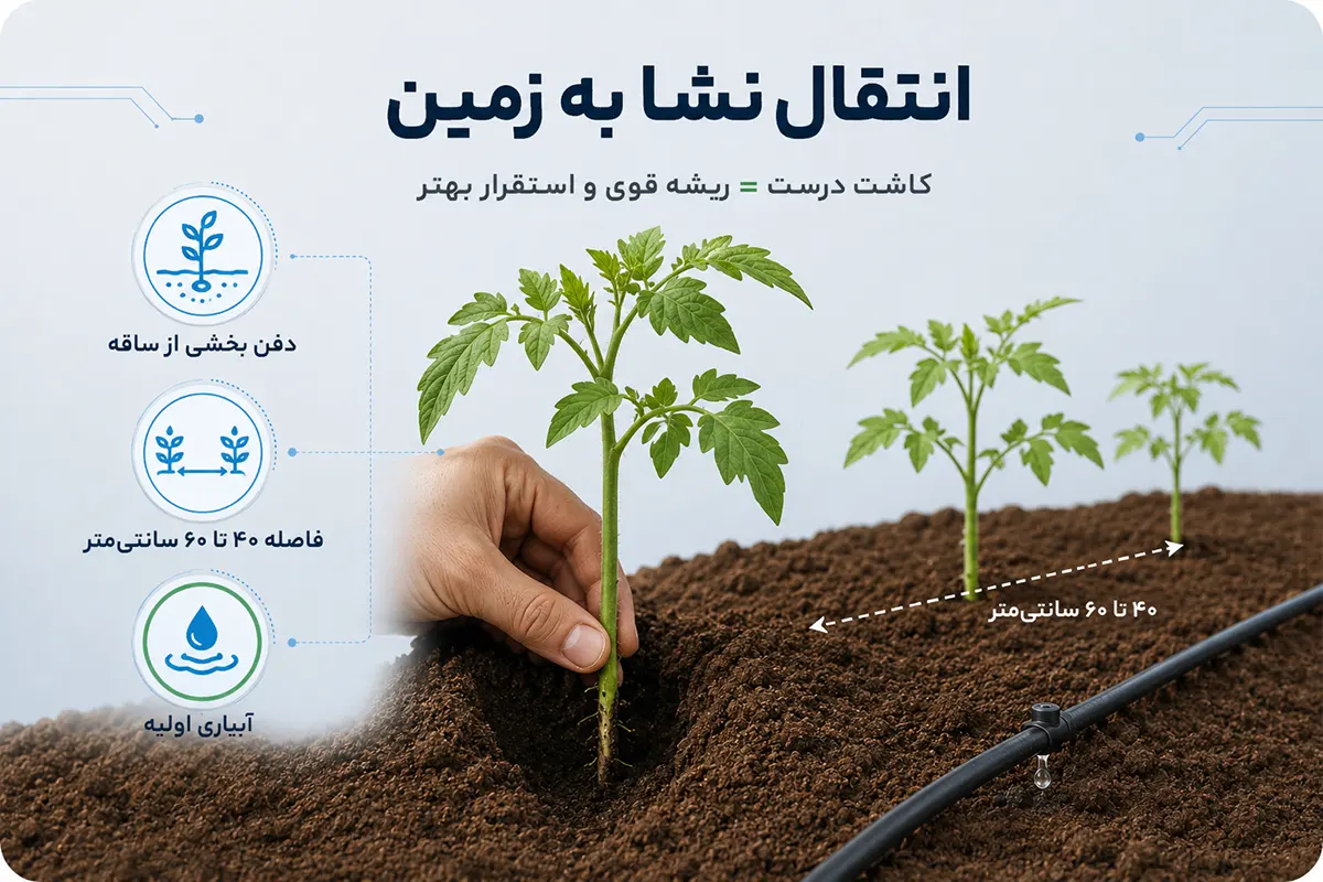 انتقال نشا به خاک