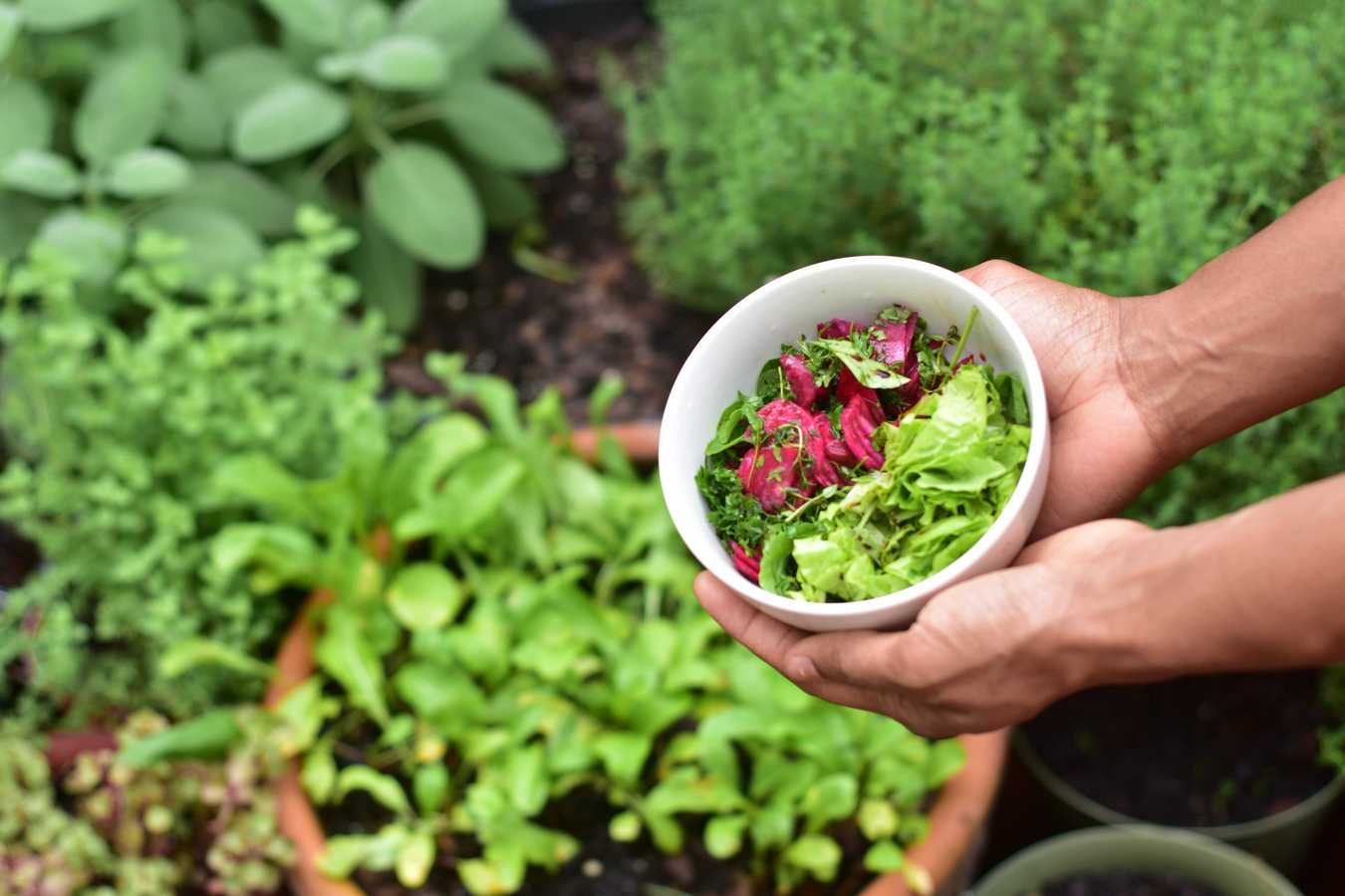 چگونه در خانه سبزی بکاریم؟