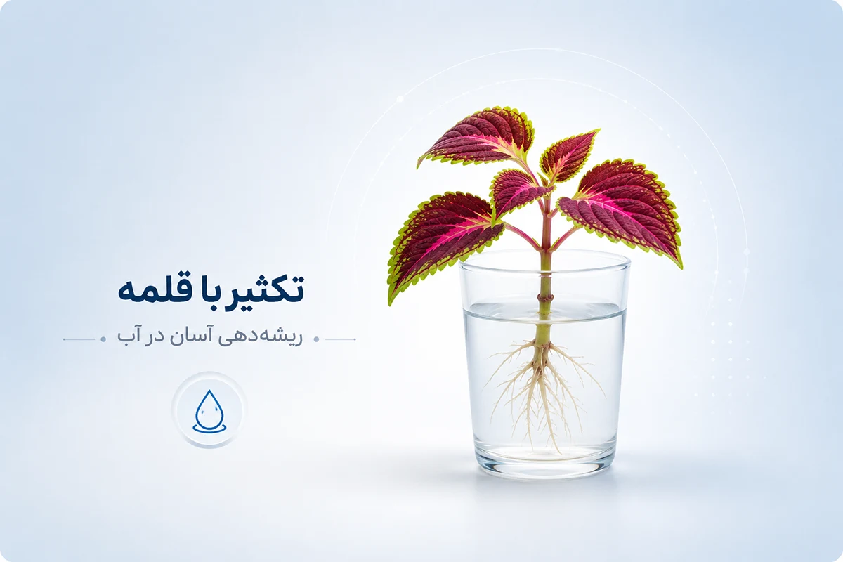 قلمه گرفتن از حسن یوسف