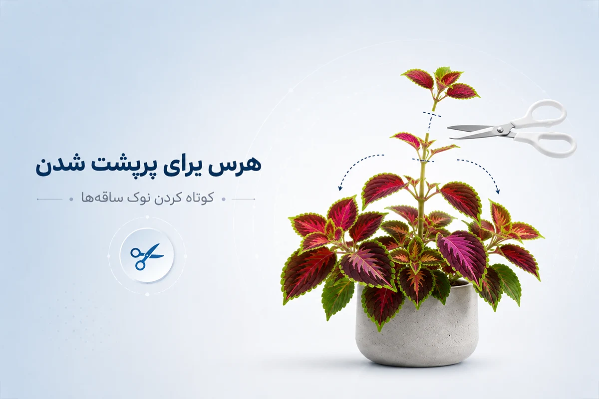 هرس گیاه حسن یوسف