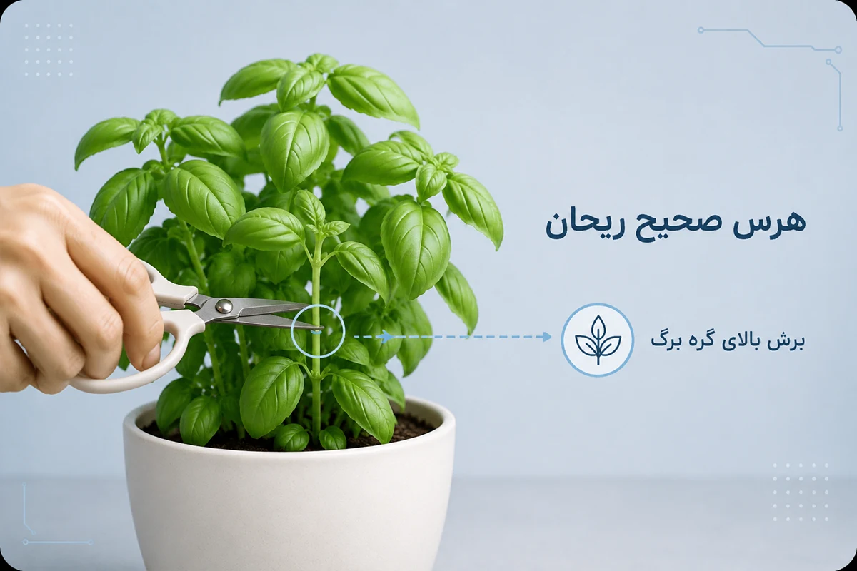 هرس ریحان