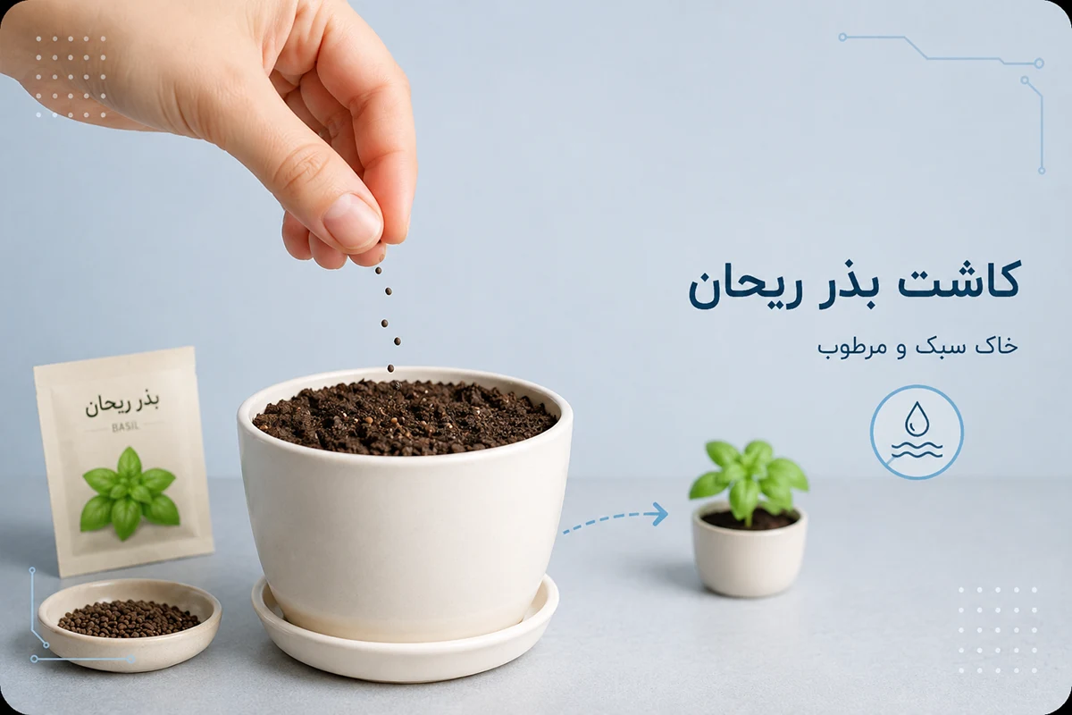 کاشت بذر ریحان در گلدان