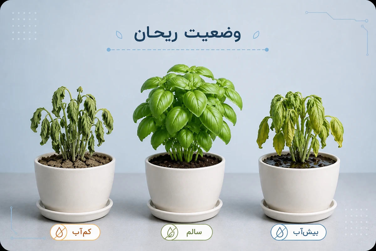 مشکلات آبیاری ریحان