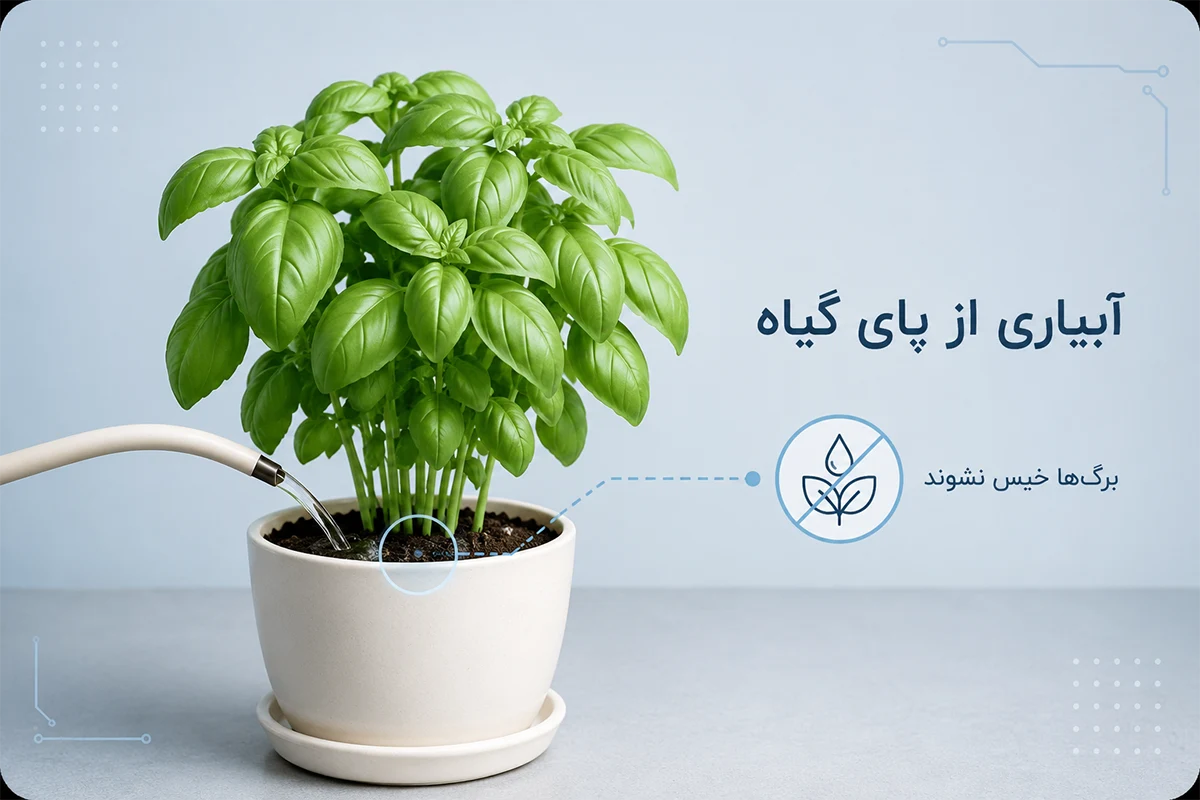 آبیاری ریحان