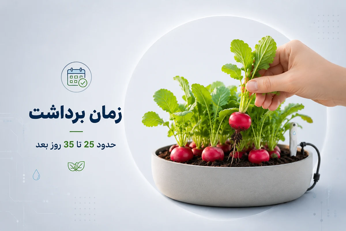 زمان برداشت تربچه