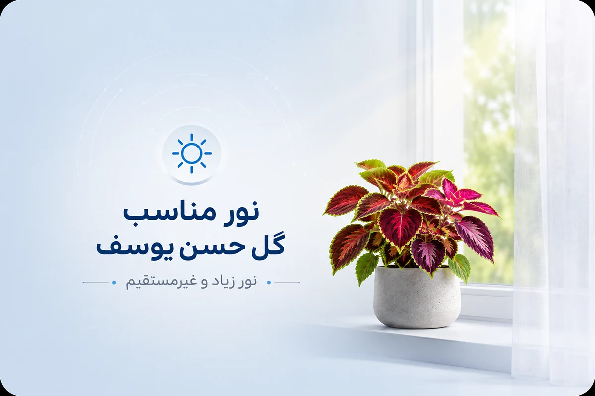 نور مناسب برای گیاه حسن یوسف