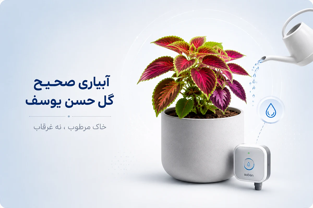 آبیاری گل حسن یوسف