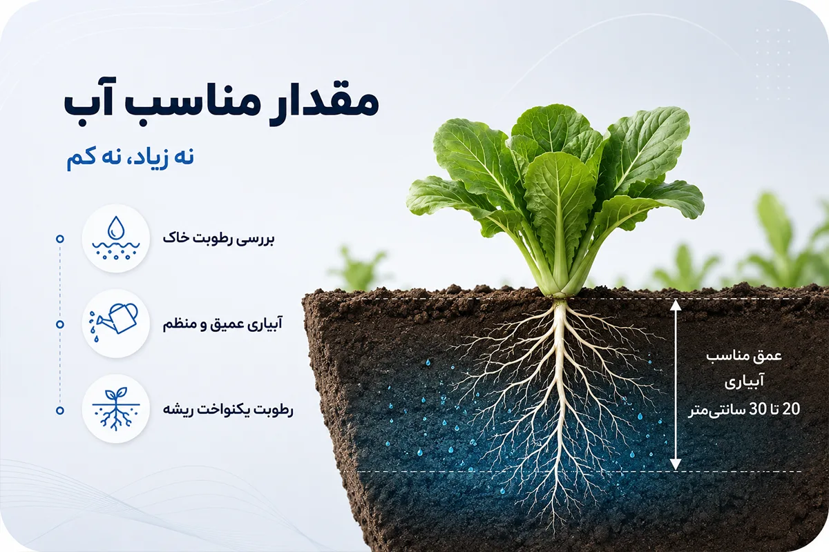 آب مورد نیاز سبزیحات