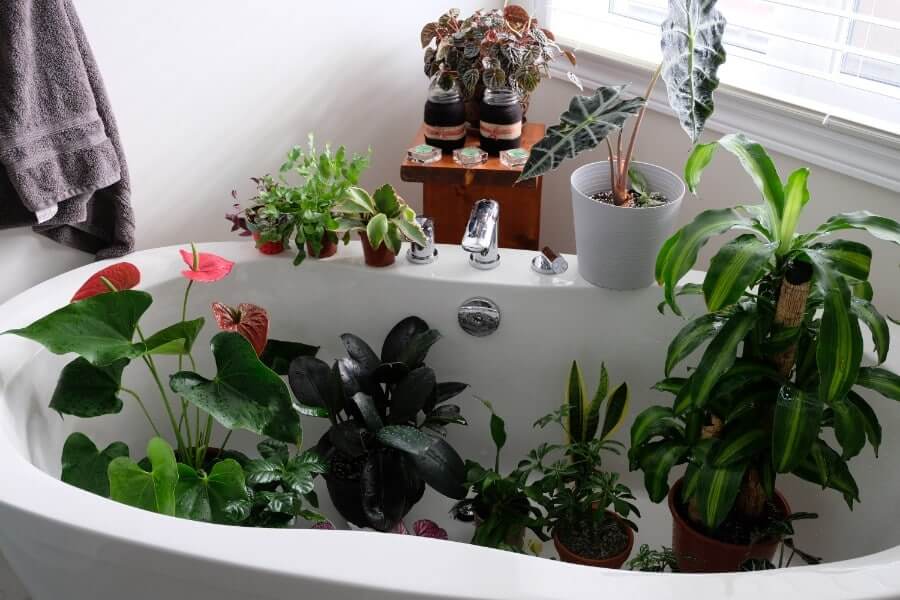 آبیاری گیاهان آپارتمانی در سفر-حمام گیاهی