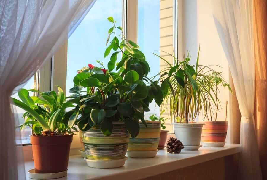 گیاهان آپارتمانی نمونه-آبیاری گیاهان آپارتمانی در سفر