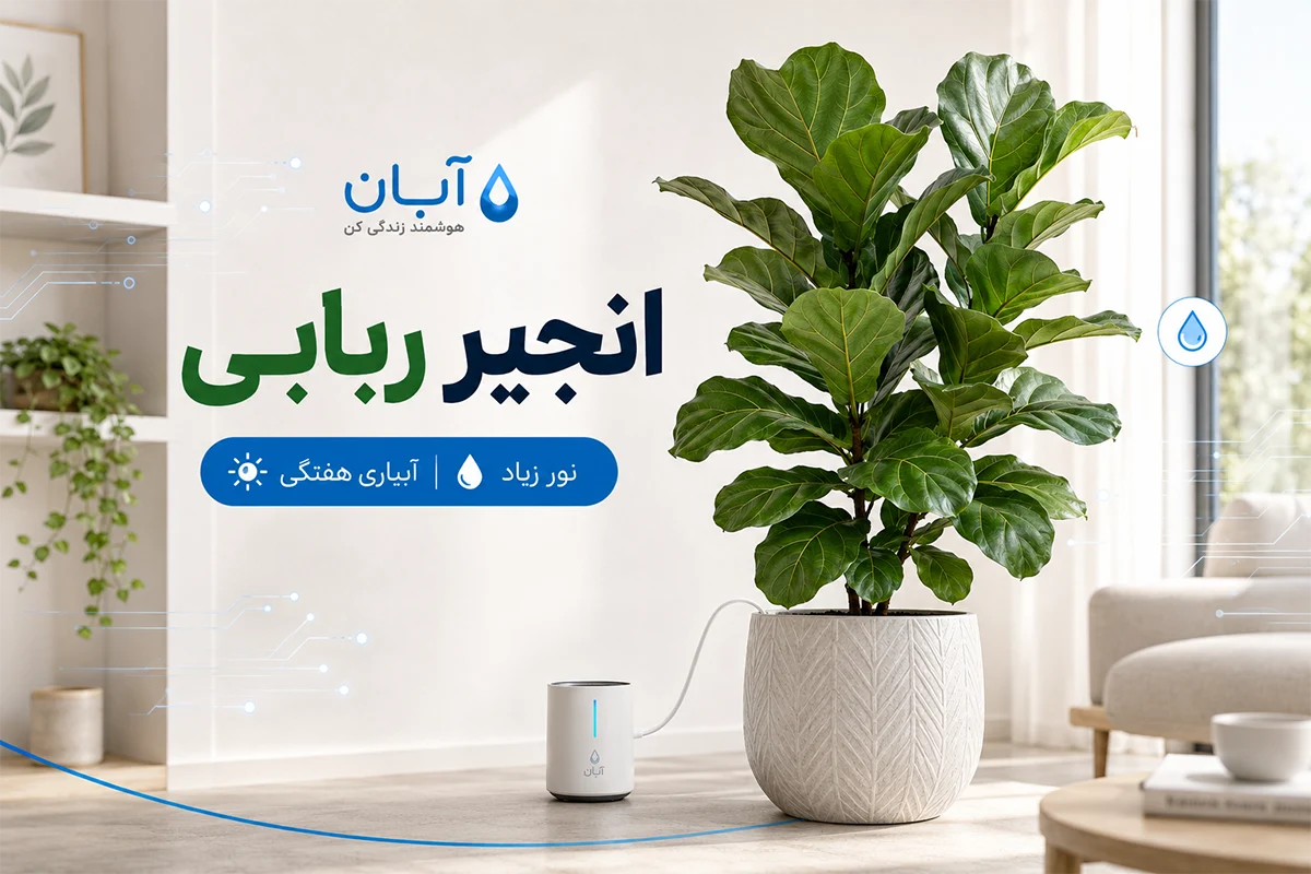 انجیر ربابی 