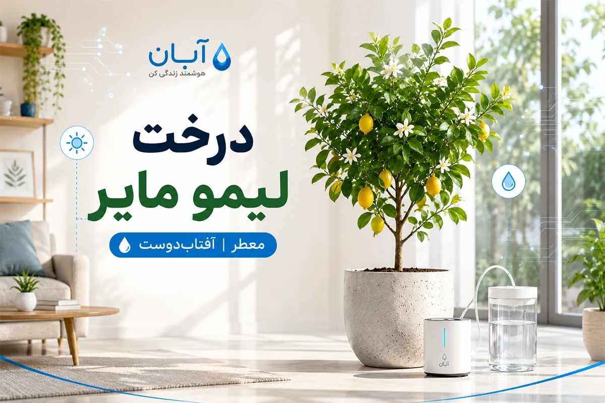 درخت لیمو مایر