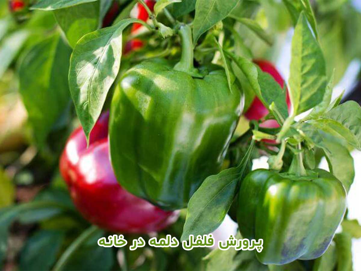 تصویری از فلفل دلمه تر وتازه
