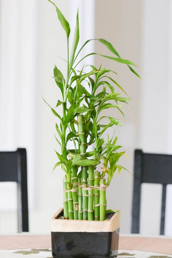 بامبو-بهترین گیاهان مناسب حمام