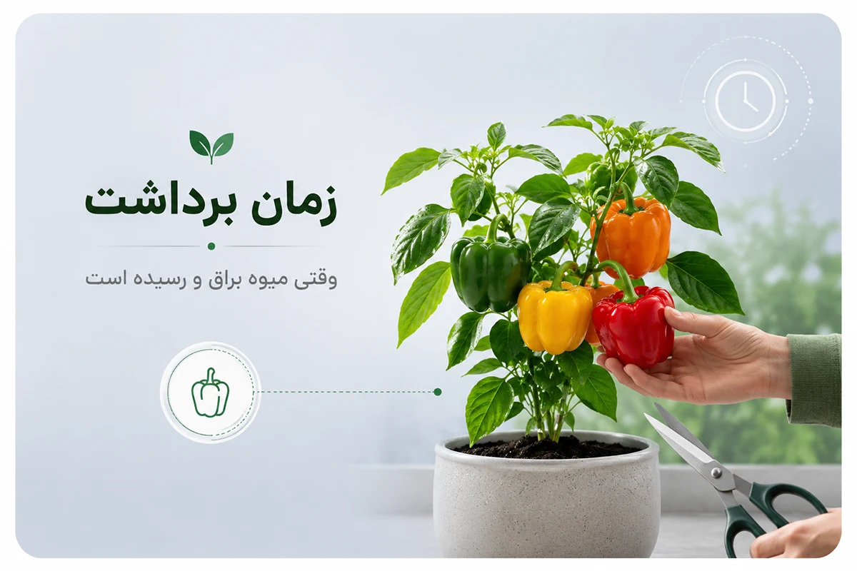 زمان برداشت فلفل دلمه ای