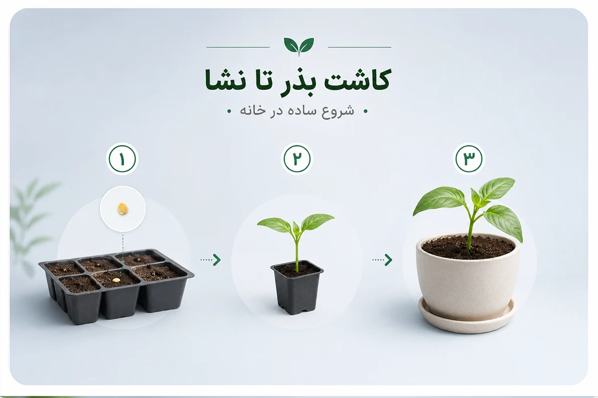 روش کاشت بذر فلفل