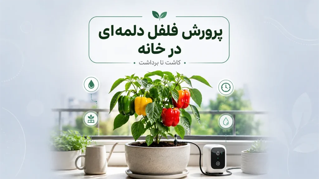 پرورش فلفل دلمه