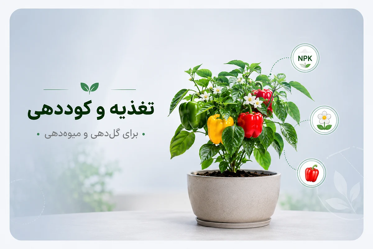 کود دهی فلفل دلمه ای