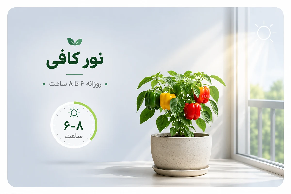 نور کافی برای پرورش فلفل