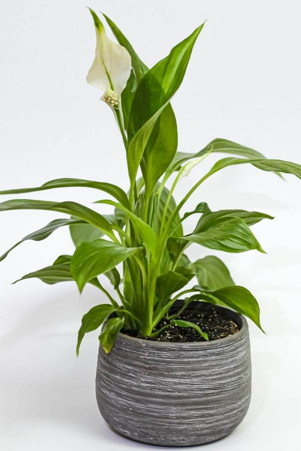 زنبق -بهترین گیاهان مناسب حمام