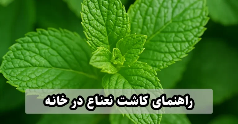 راهنمای کاشت نعناع در خانه