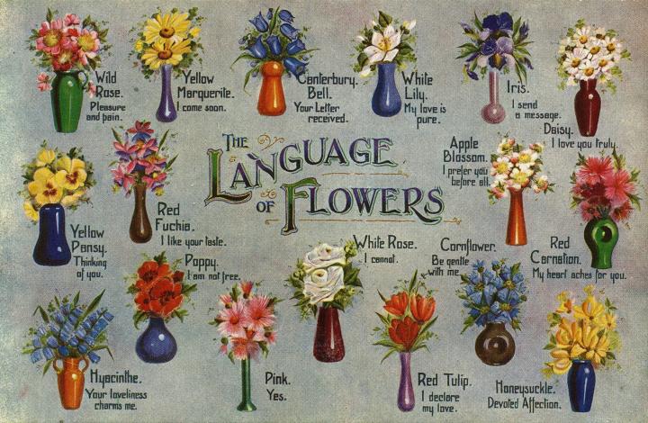 معنی زبان گل‌ها
