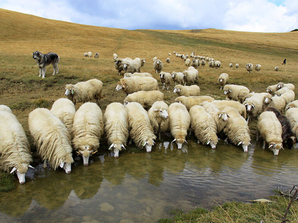 گوسفندان در حال نوشیدن آب